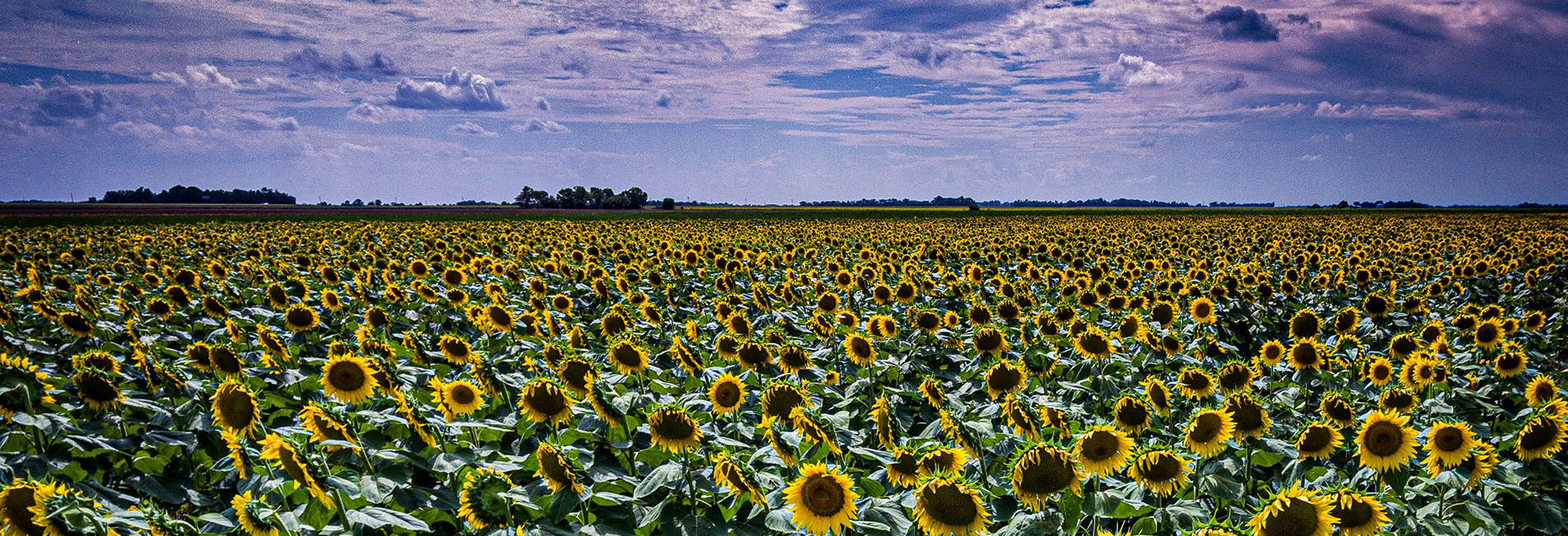 Field of sunflowers