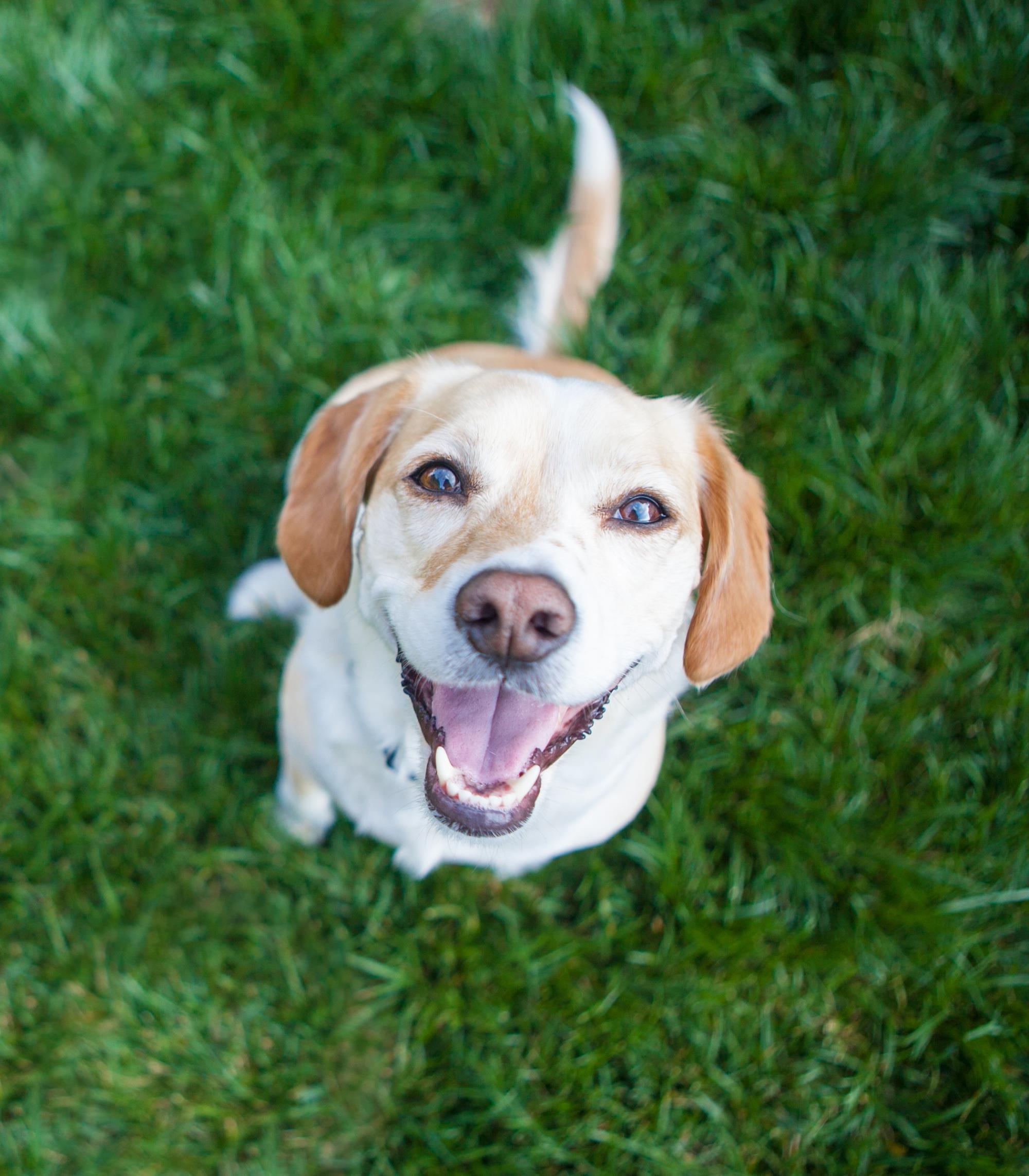 Dog sitting in grass